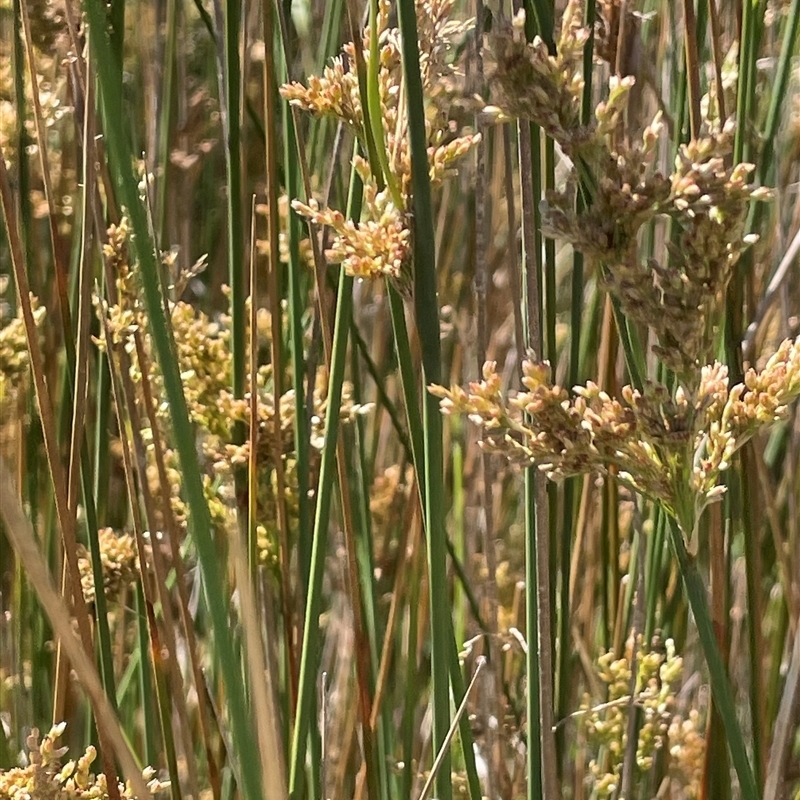 Juncus sarophorus