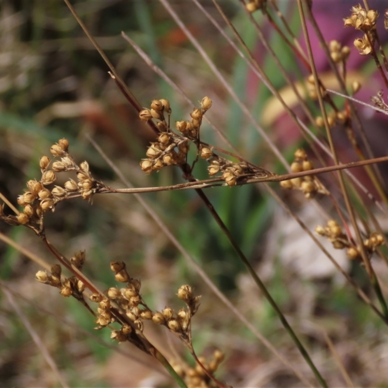 Juncus subsecundus