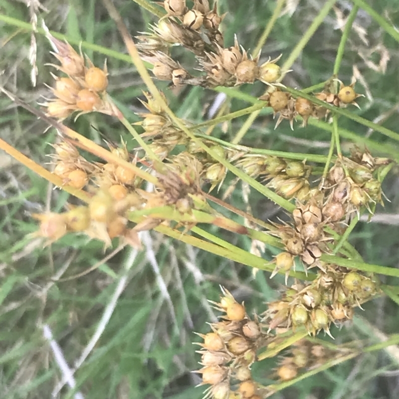 Juncus tenuis