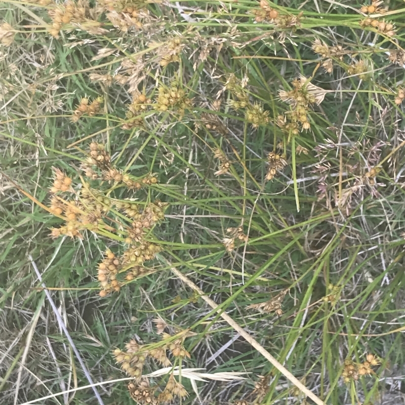 Juncus tenuis