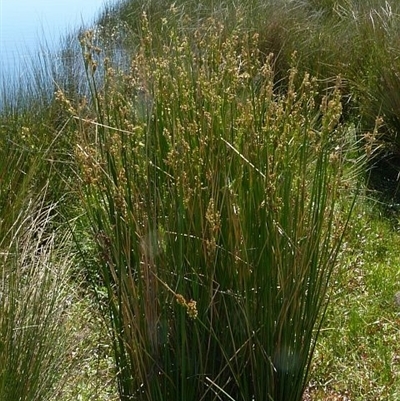 Juncus vaginatus