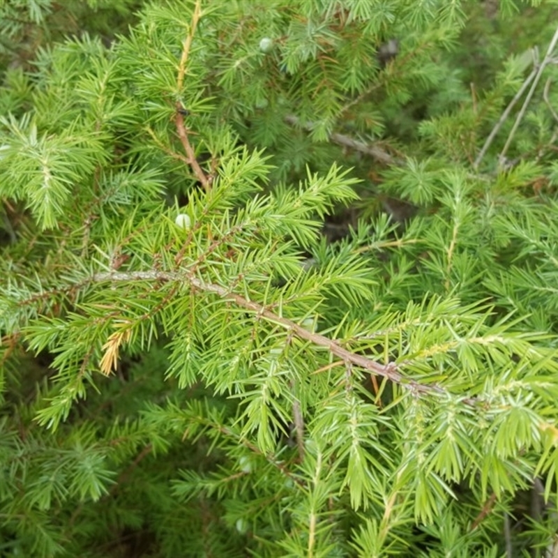 Juniperus communis