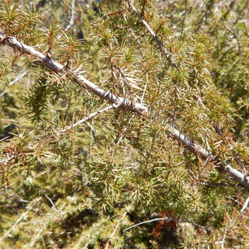 Juniperus sp.