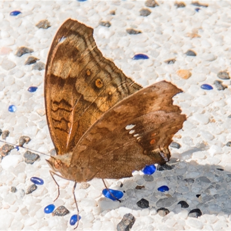 Junonia hedonia