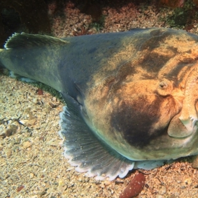 Kathetostoma laeve