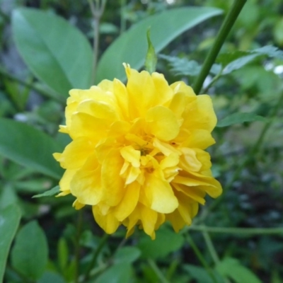 Kerria japonica