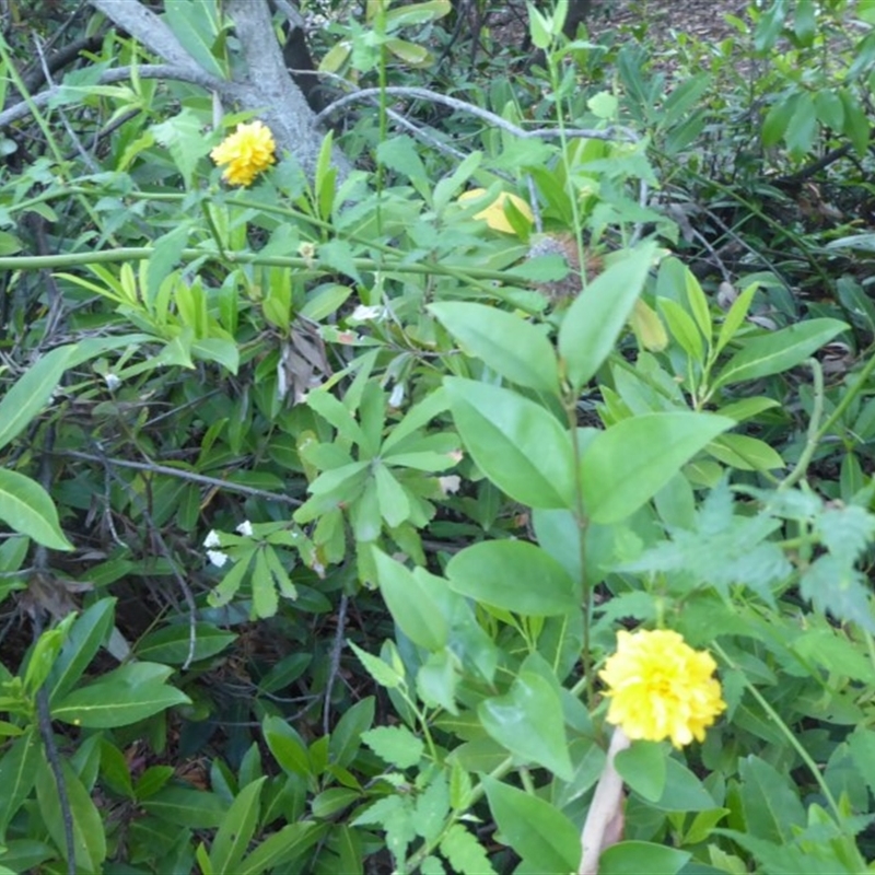 Kerria japonica