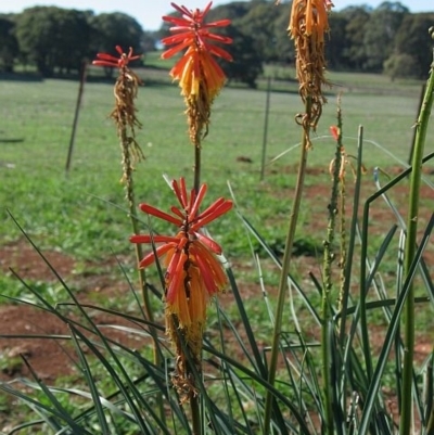 Kniphofia uvaria