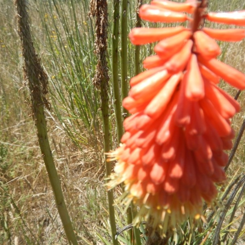 Kniphofia uvaria