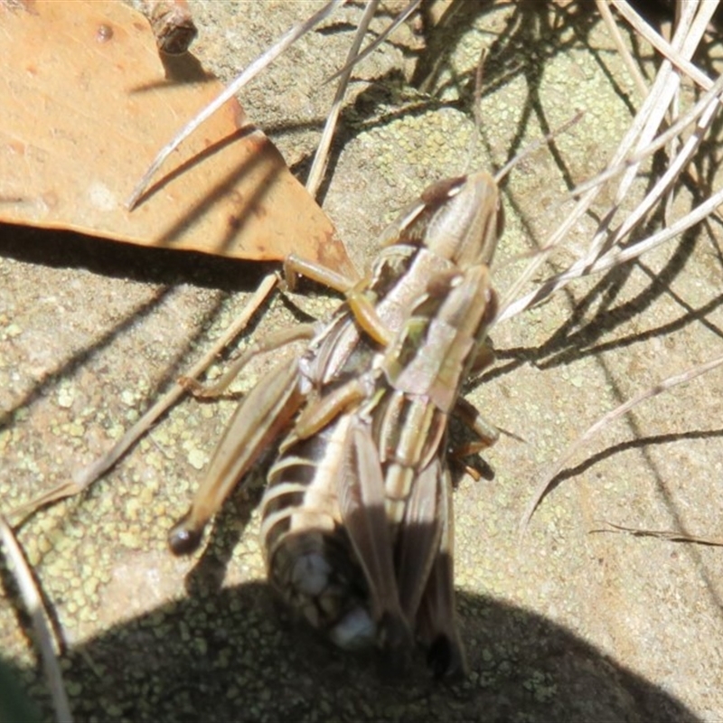 Kosciuscola cuneatus