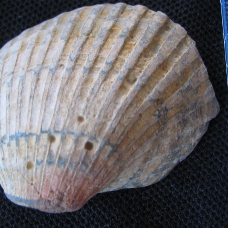 Seven Mile Beach, Tasmania (subfossil) (D. Dedenczuk)