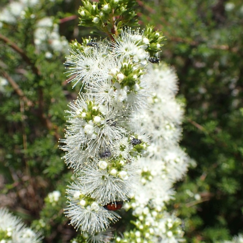 Kunzea ambigua