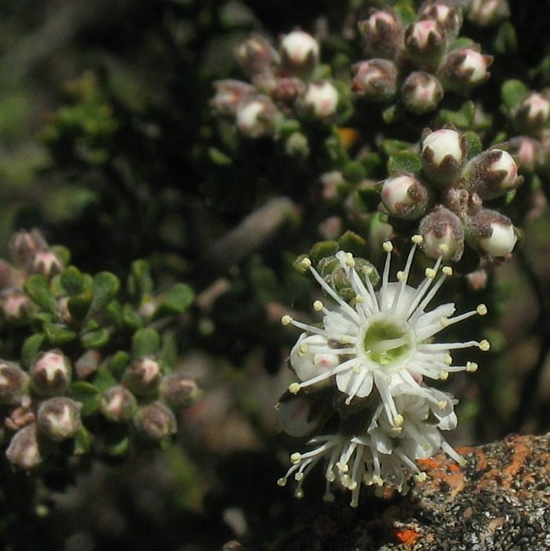 Kunzea badjaensis