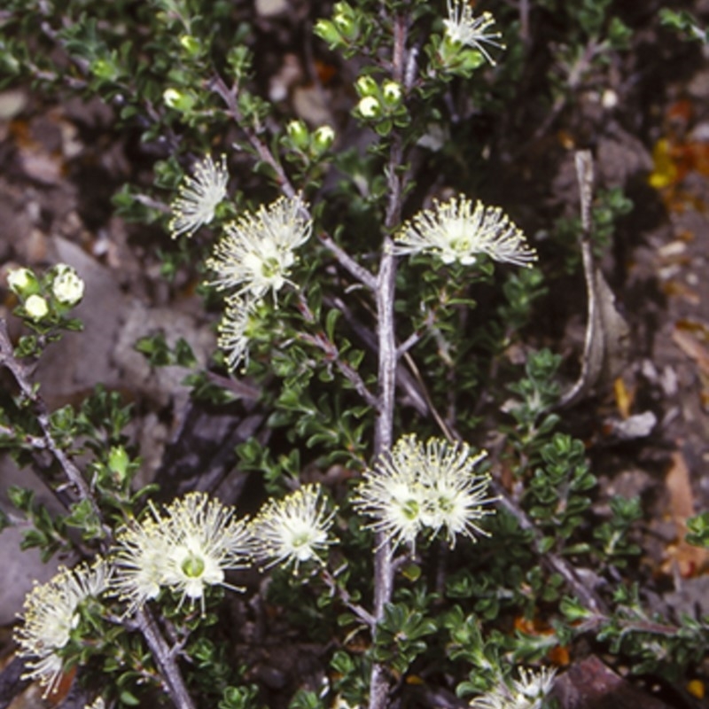 Kunzea badjaensis