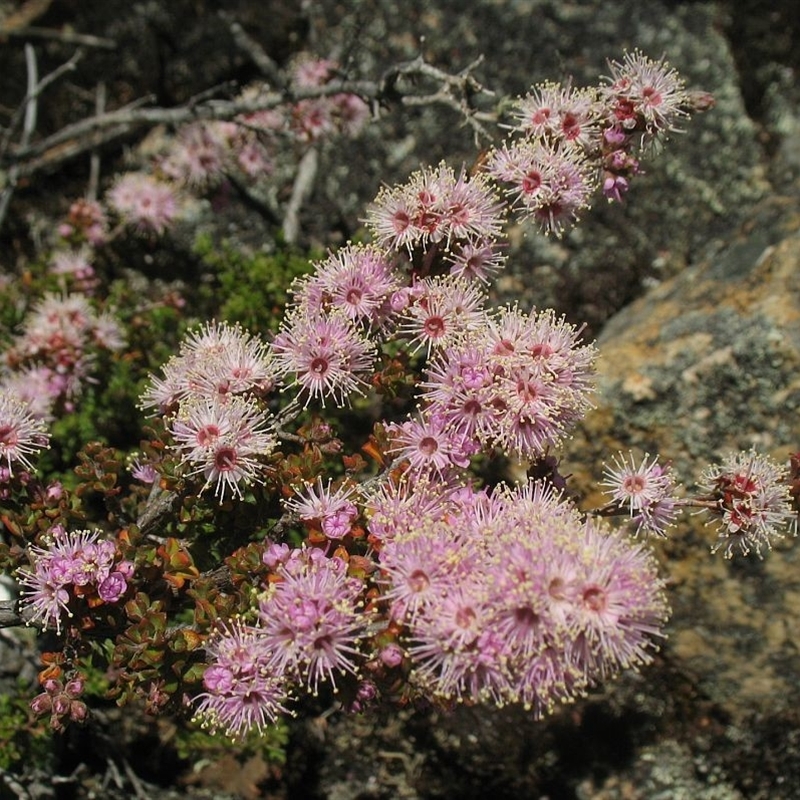 Kunzea badjaensis