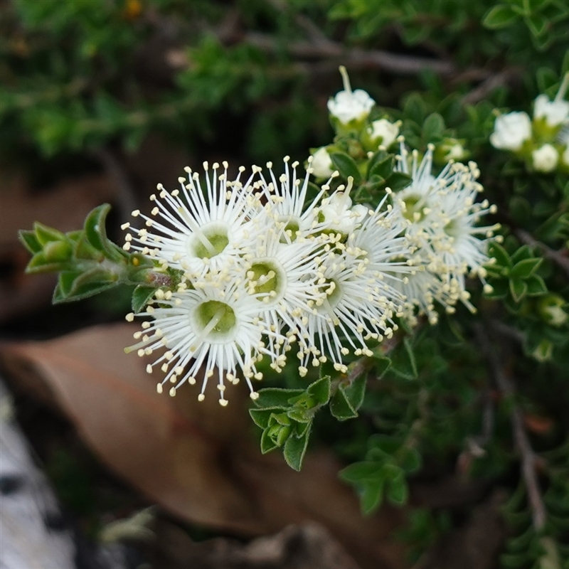 Kunzea badjaensis