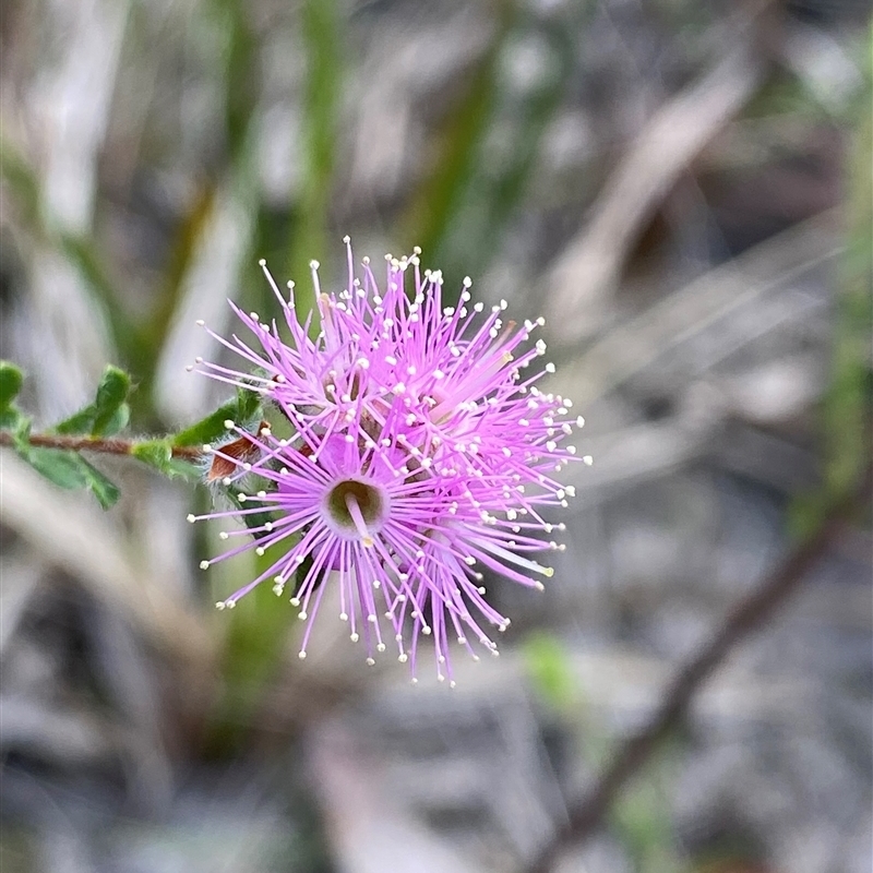 Kunzea capitata