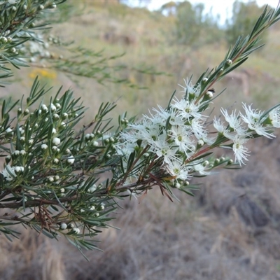 Kunzea ericoides