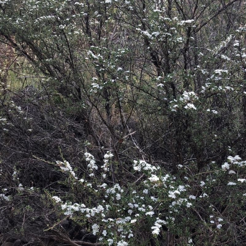 Kunzea peduncularis