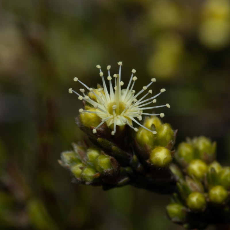 Kunzea muelleri