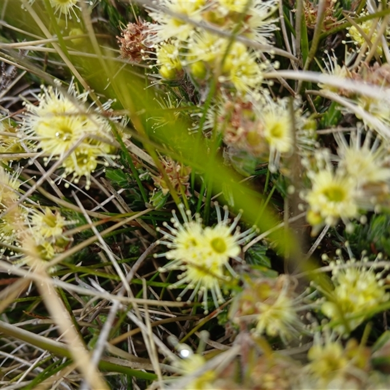 Kunzea muelleri