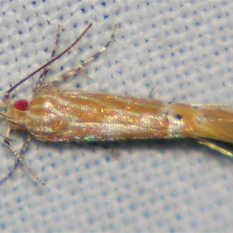 Labdia chryselectra