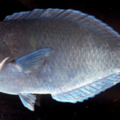 Anampses caeruleopunctatus