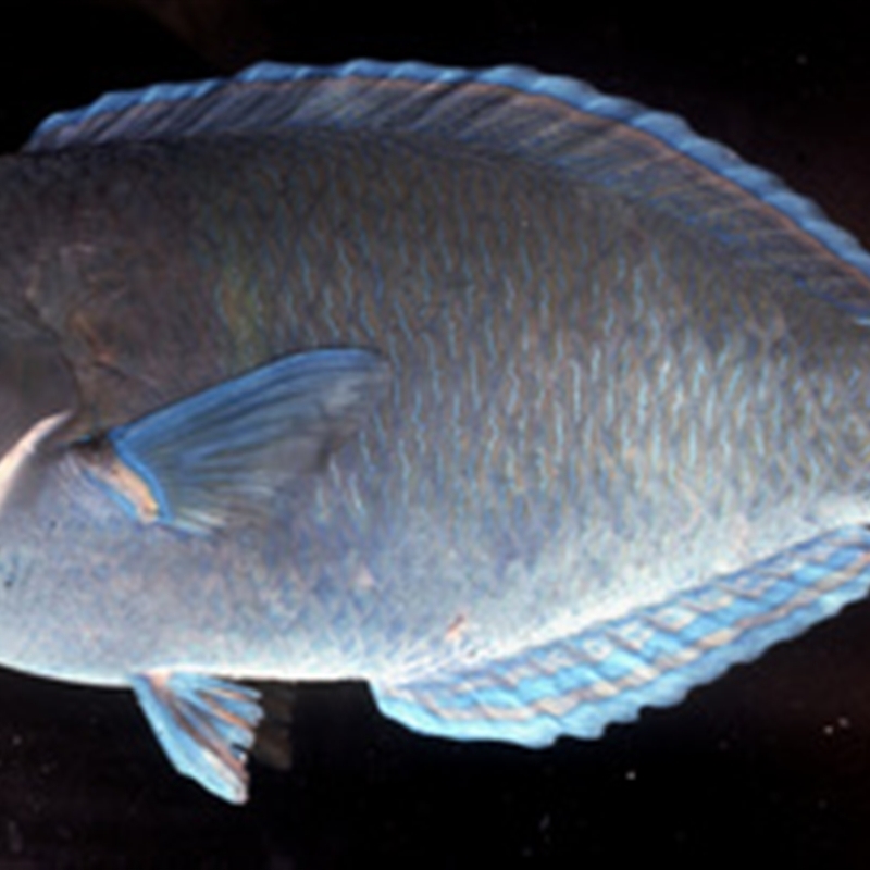 Anampses caeruleopunctatus