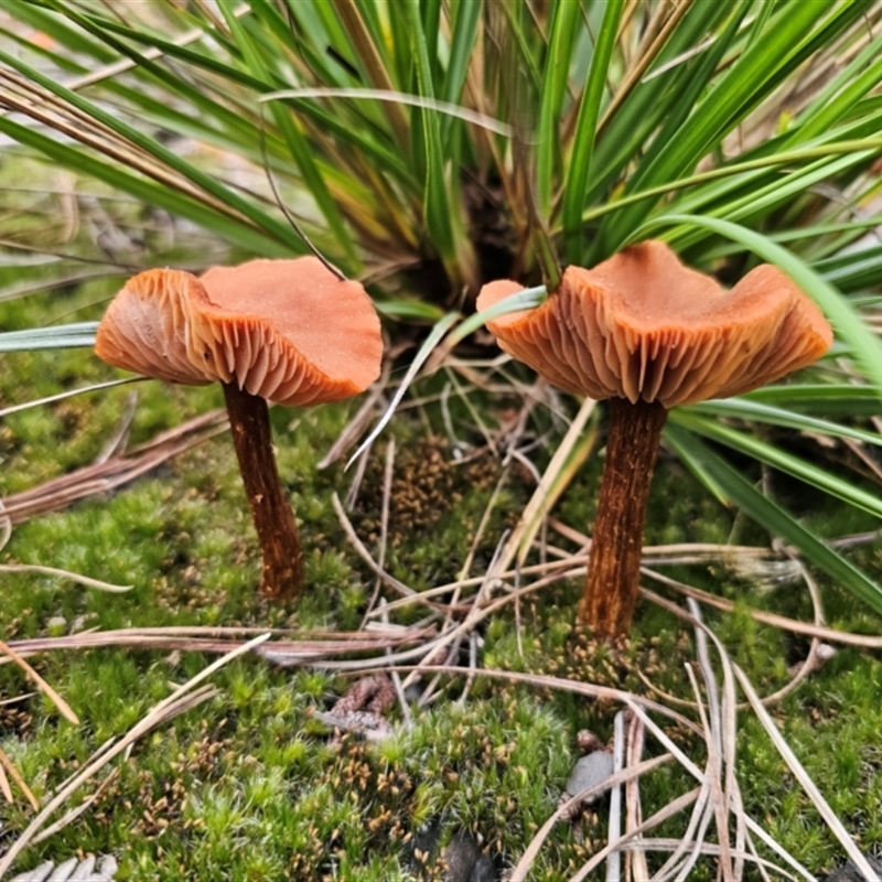 Laccaria proxima