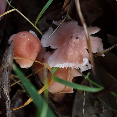 Laccaria sp.