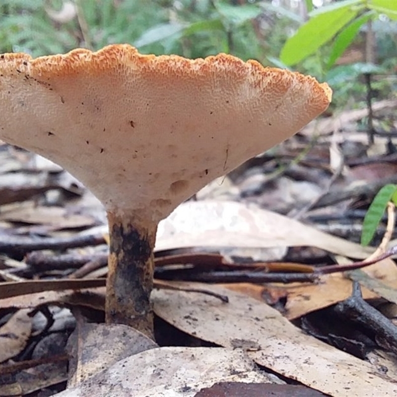 Laccocephalum sclerotinium