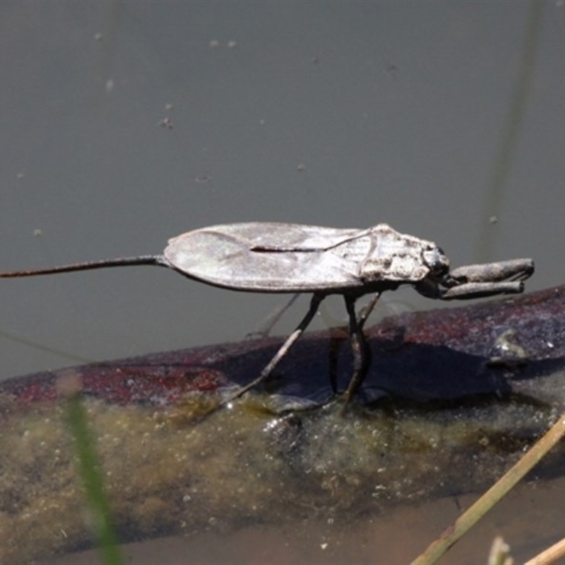 Laccotrephes tristis