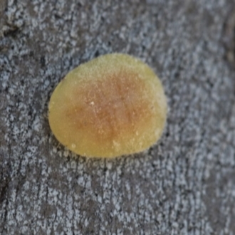 Lachnodius sp. (genus)
