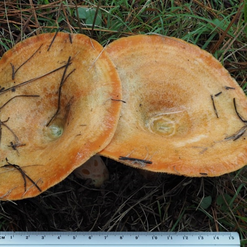 Lactarius deliciosus