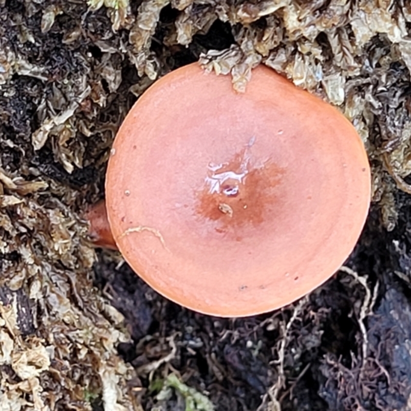 Lactarius eucalypti