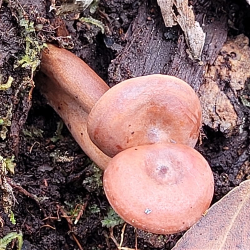 Lactarius eucalypti