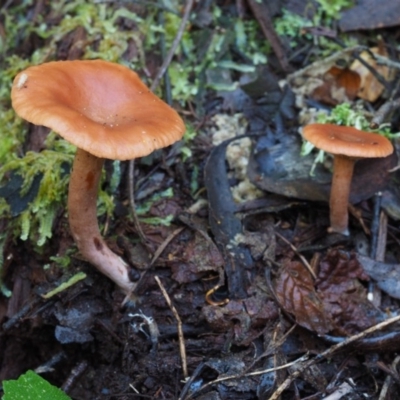 Lactarius s.l.