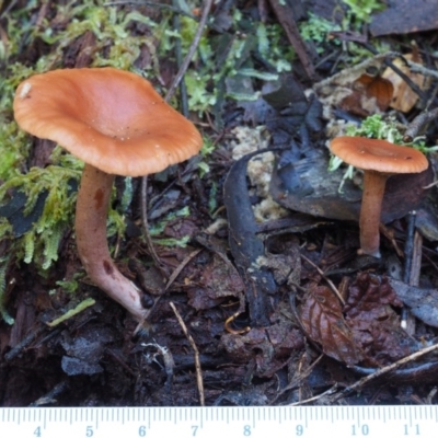 Lactarius s.l.