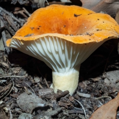 Lactifluus sp.