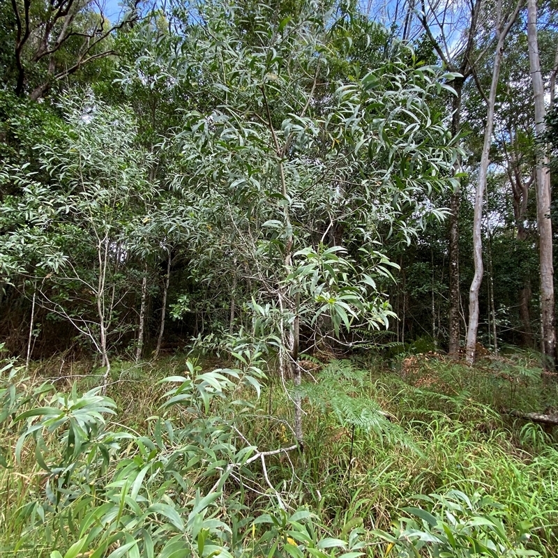 Acacia disparrima subsp. disparrima