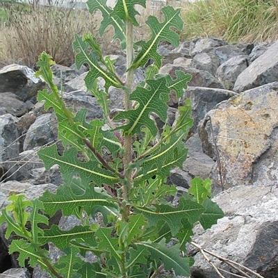 Lactuca serriola