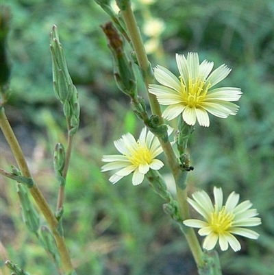 Lactuca serriola