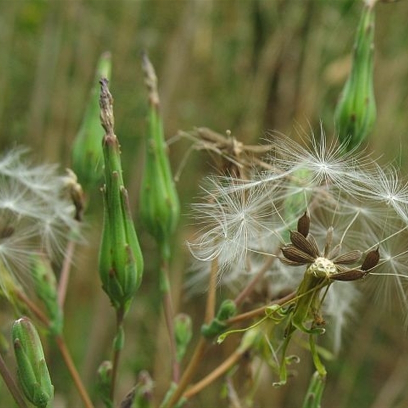 Lactuca serriola