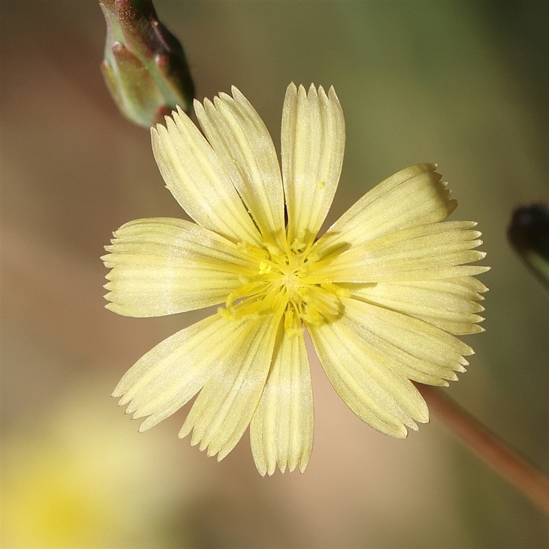 Lactuca serriola