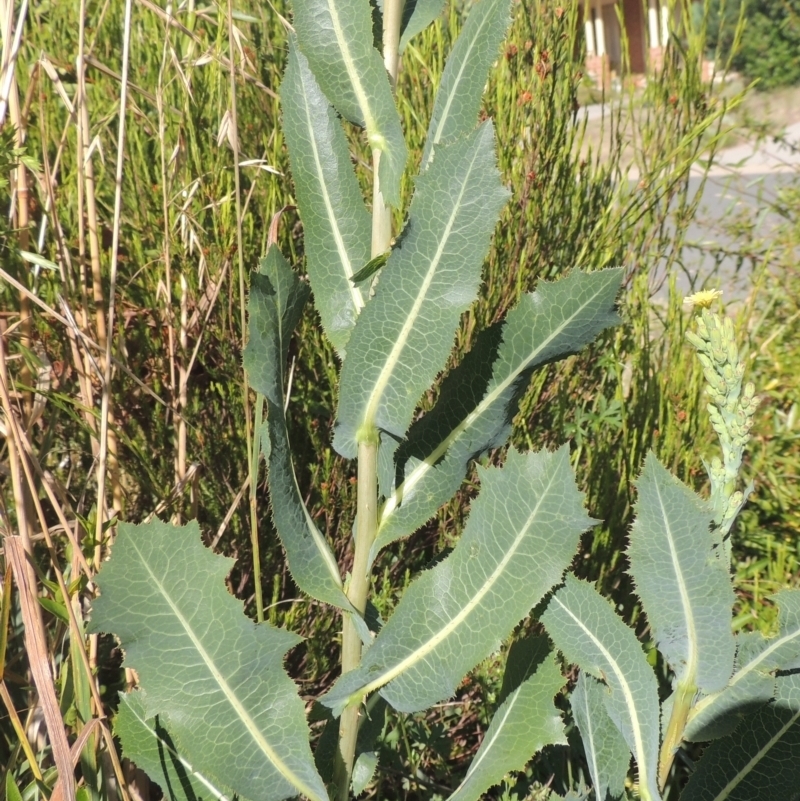 Lactuca serriola f. serriola