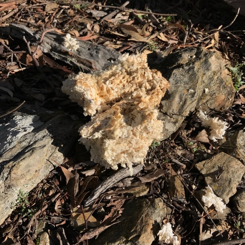 Laetiporus portentosus