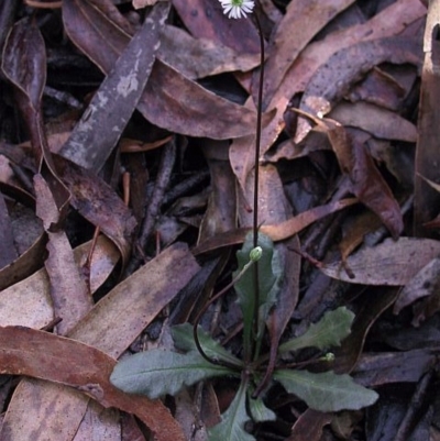 Lagenophora gracilis