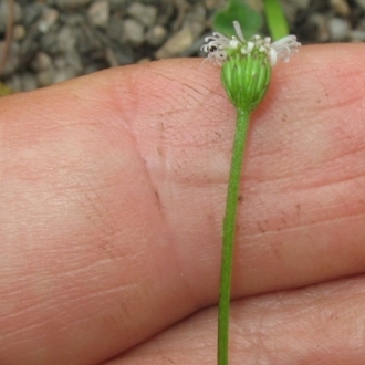 Small flower head, hairless stem