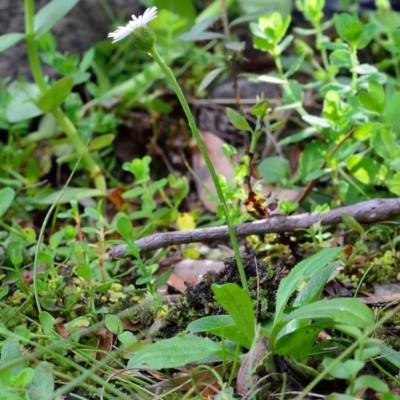 Lagenophora montana