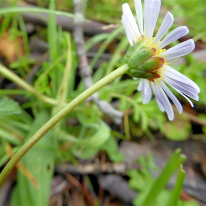 Lagenophora montana